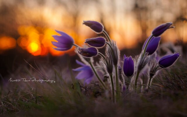 Große Küchenschelle (Pulsatilla grandis) in Blüte auf einem Trockenrasen