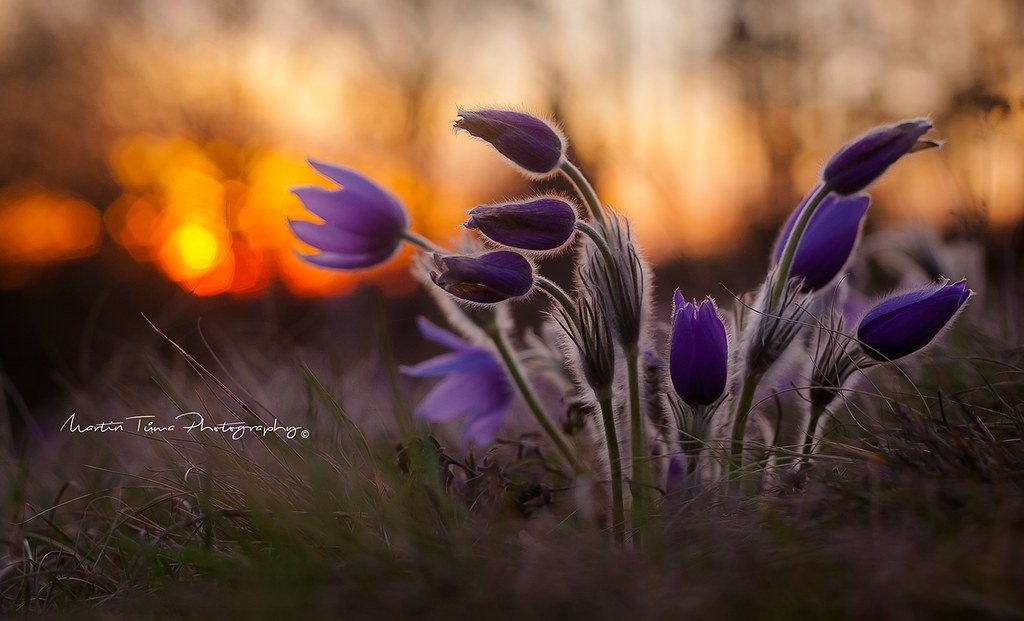 Große Küchenschelle (Pulsatilla grandis) in Blüte auf einem Trockenrasen