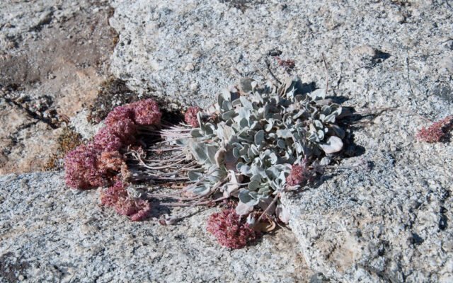 Wildblumen auf einer Wiese werden mit Bestimmungsbuch untersucht
