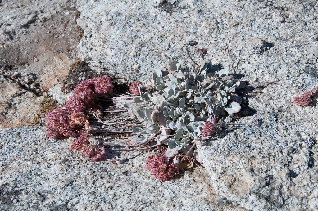 Wildblumen auf einer Wiese werden mit Bestimmungsbuch untersucht