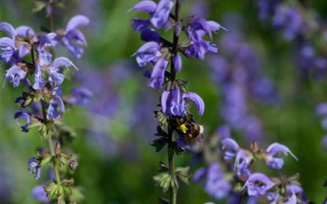 Blau blühender Wiesensalbei (Salvia pratensis) auf einer Magerwiese