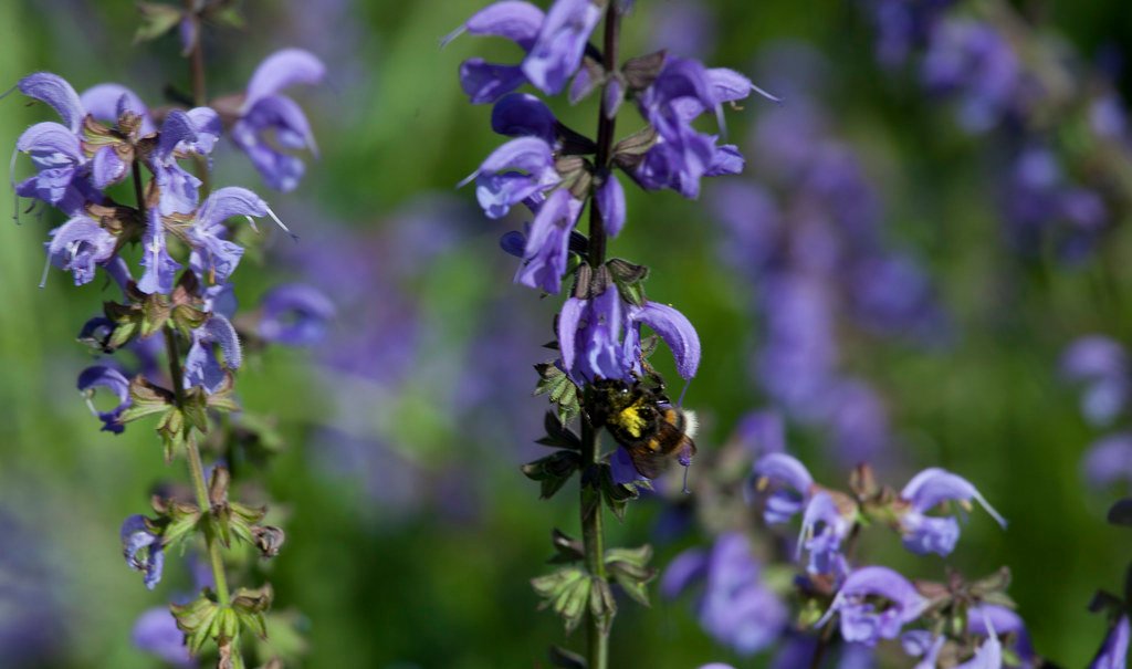 Blau blühender Wiesensalbei (Salvia pratensis) auf einer Magerwiese