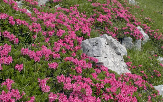Rot blühende Almrosen (Rhododendron ferrugineum) an einem Berghang