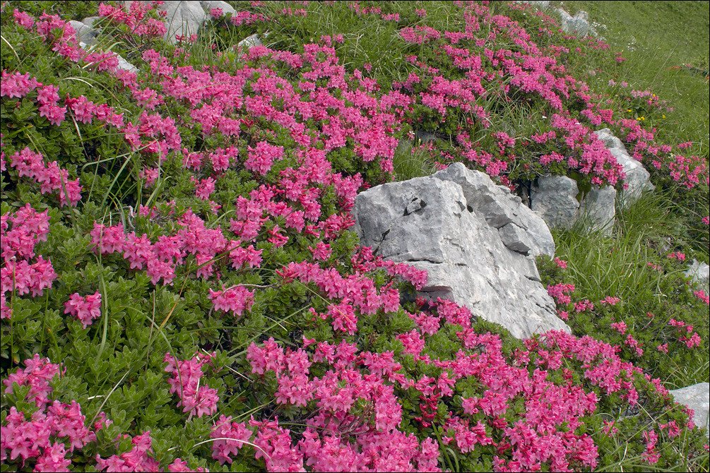 Rot blühende Almrosen (Rhododendron ferrugineum) an einem Berghang
