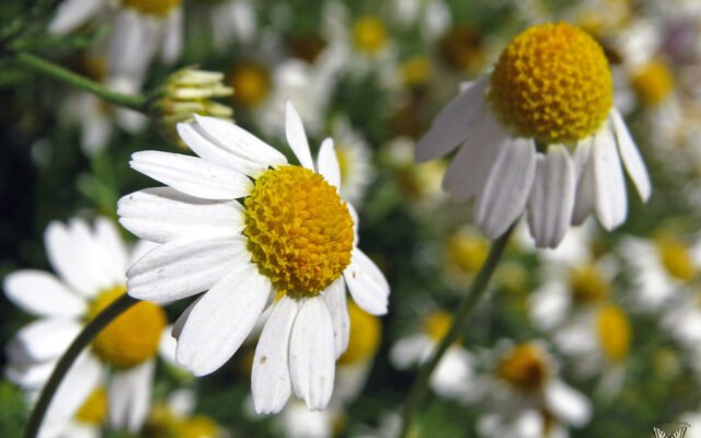 Echte Kamille und Wildkräuter am sommerlichen Wegrand