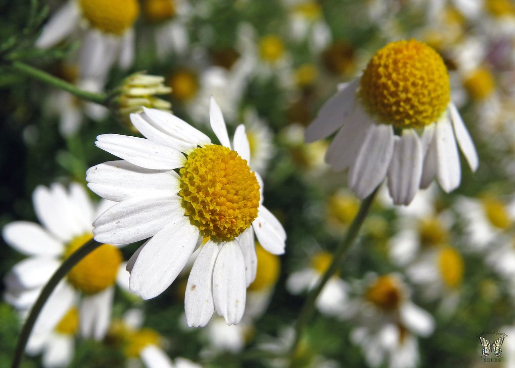 Echte Kamille und Wildkräuter am sommerlichen Wegrand