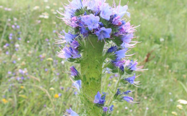 Wild blühende Ruderalfläche mit Natternkopf