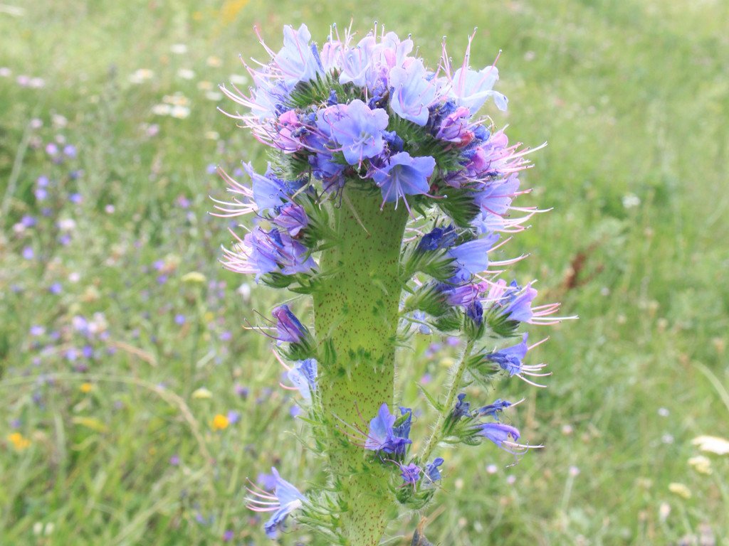 Wild blühende Ruderalfläche mit Natternkopf