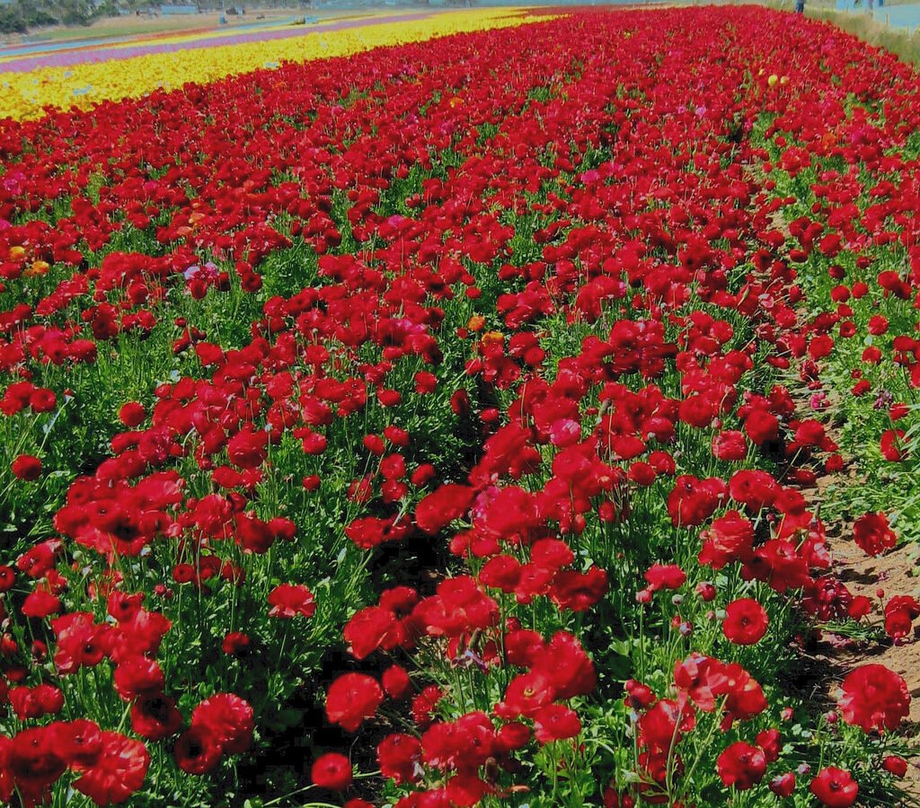 Reihen von Schnittblumen auf einem regionalen Blumenfeld