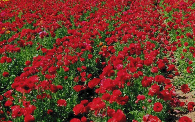 Reihen von Schnittblumen auf einem regionalen Blumenfeld
