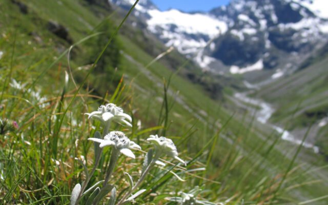 Edelweiß (Leontopodium nivale) in einer felsigen Almwiese