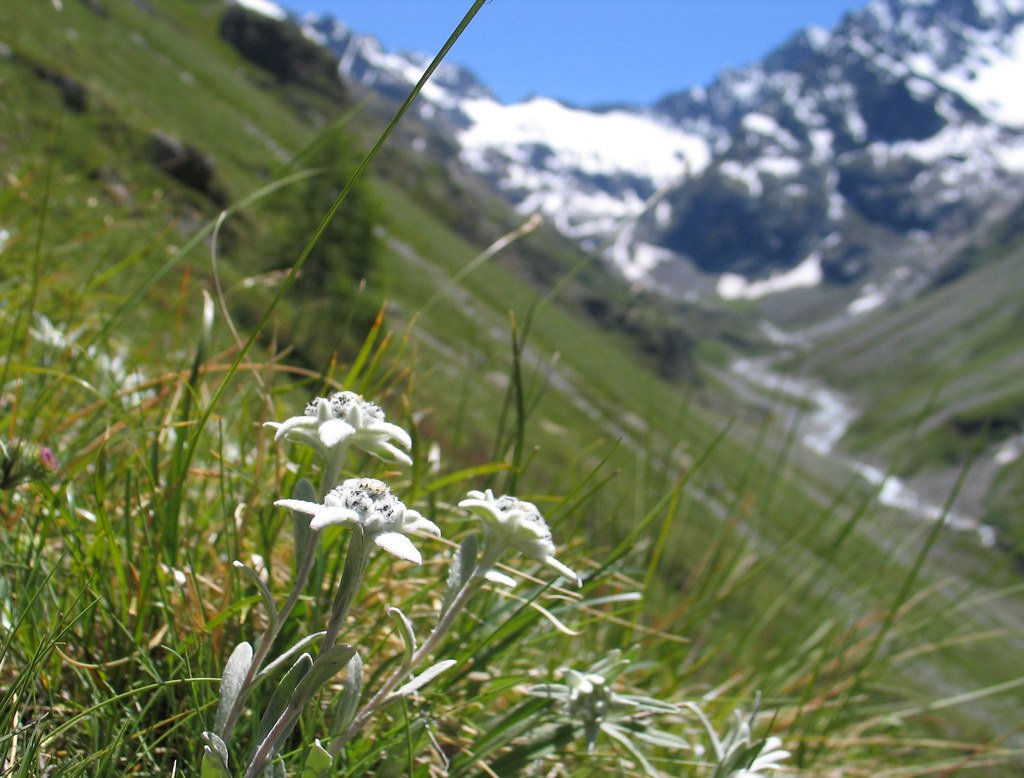 Edelweiß (Leontopodium nivale) in einer felsigen Almwiese