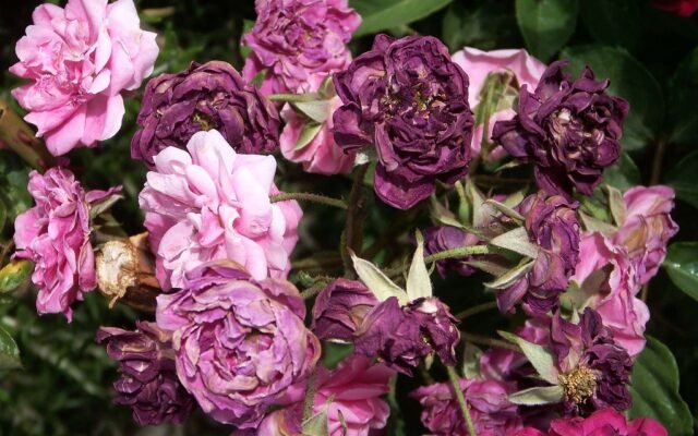 Kopfüber hängende Trockenblumensträuße in warmen Farbtönen