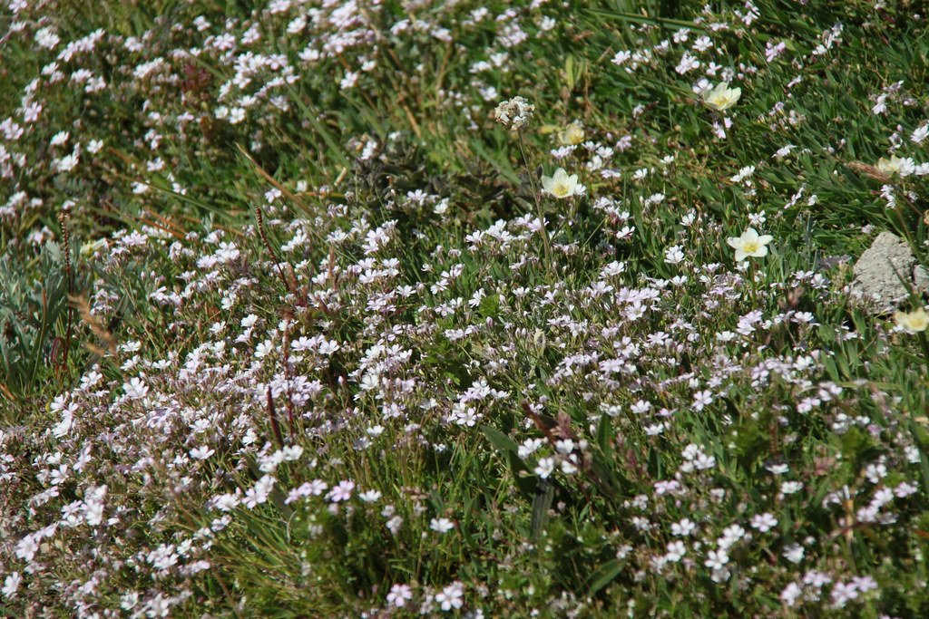 Blühende Almwiese vor Gletscherkulisse im Nationalpark Hohe Tauern
