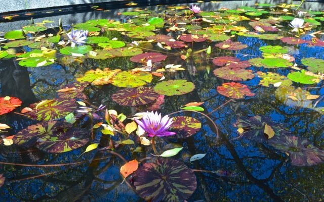Blumenzwiebeln werden im Herbst in die Gartenerde gesetzt