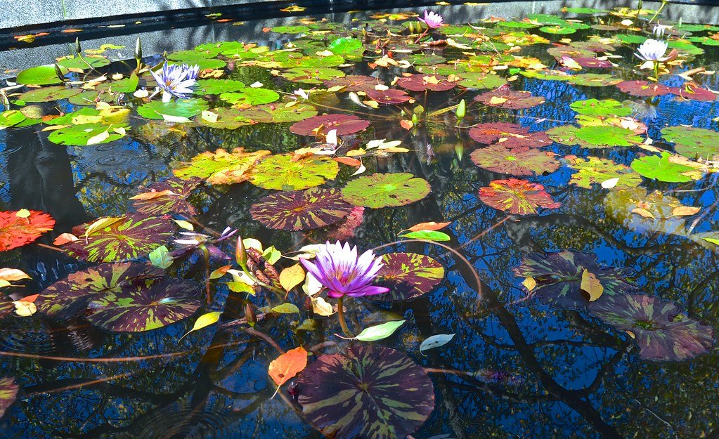 Blumenzwiebeln werden im Herbst in die Gartenerde gesetzt